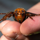 A sample specimen of a dead Asian giant hornet from Japan, also known as a murder hornet, is shown by a pest biologist from the Washington State Department of Agriculture on July 29, 2020 in Bellingham, Washington.